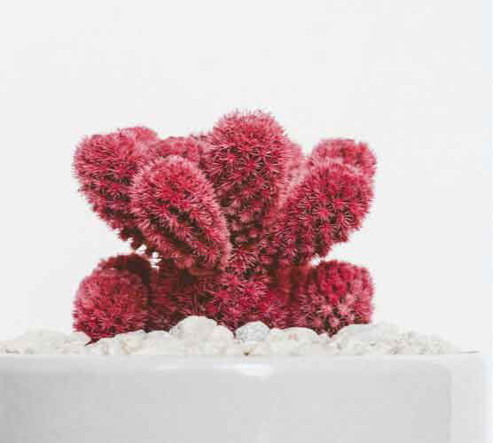 智能高效又实用的智云短信轰炸