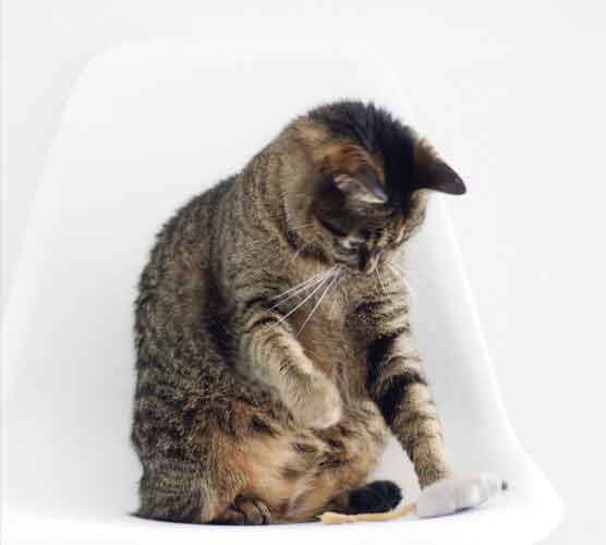 账号批发市场的电话狂呼软件